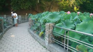 bailefelixseerosen_20160827_170135